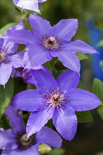 Clematis 'Parisienne'