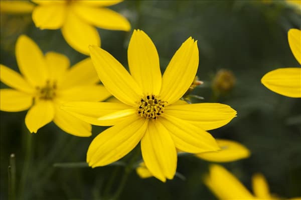 Coreopsis verticillata