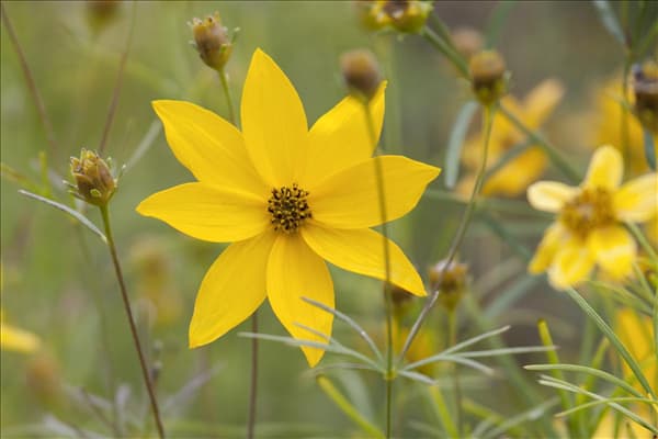 Coreopsis verticillata 'Grandiflora'