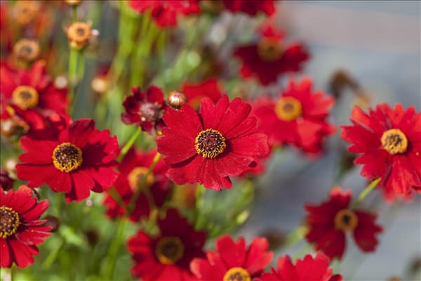 Coreopsis verticillata