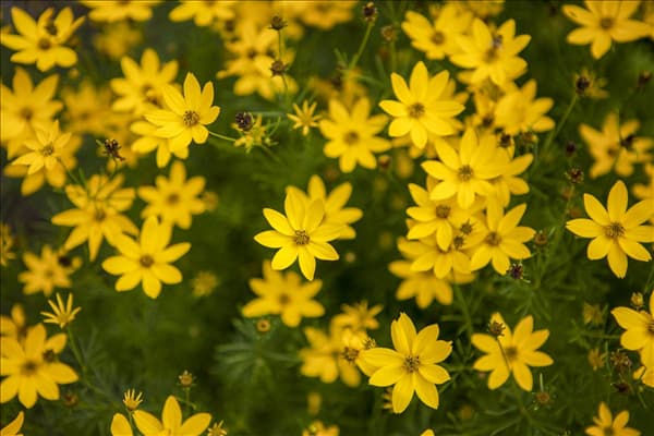 Coreopsis verticillata
