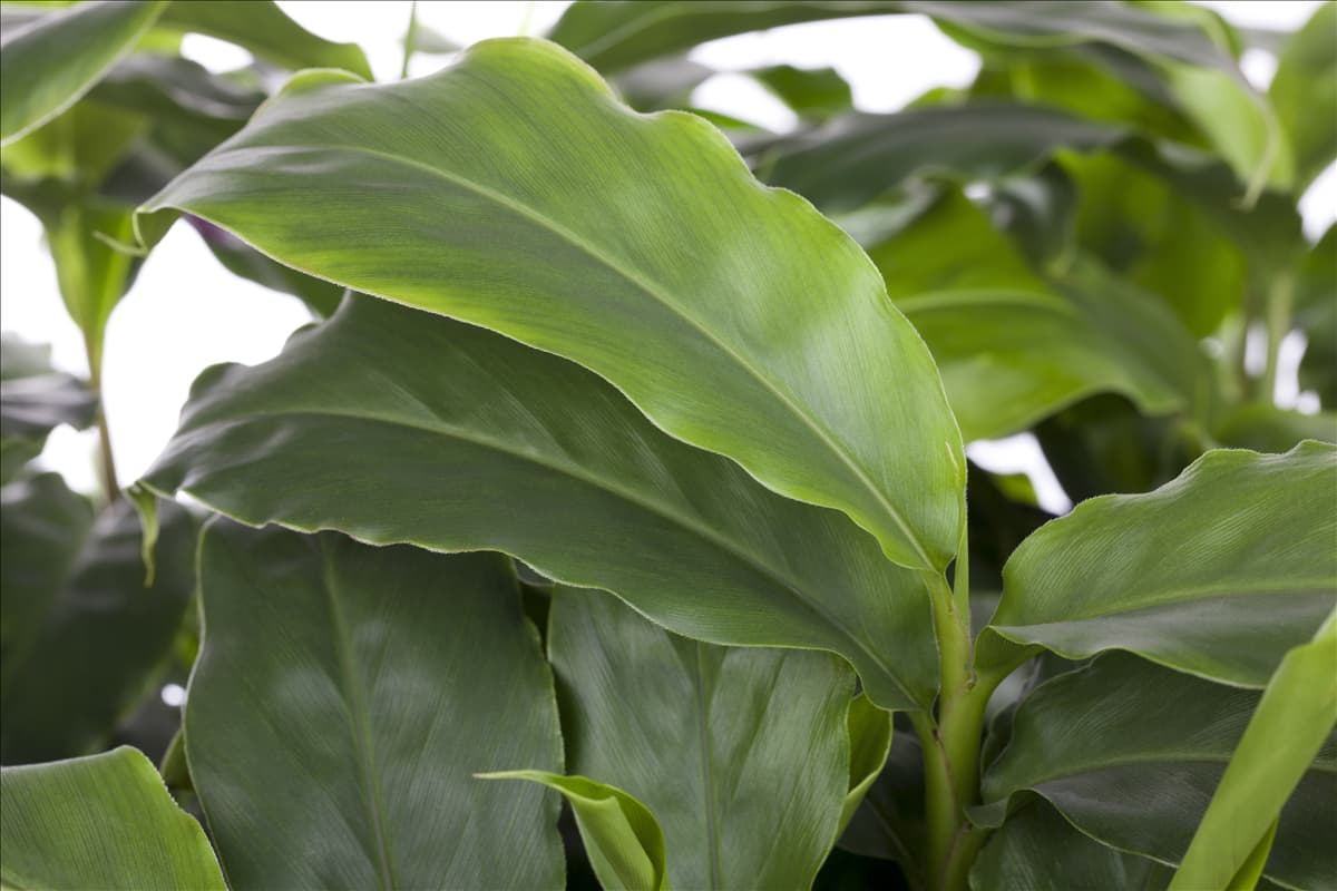 Elettaria cardamomum