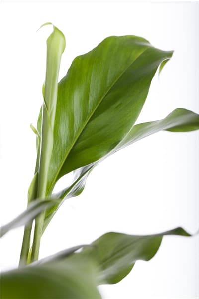 Elettaria cardamomum