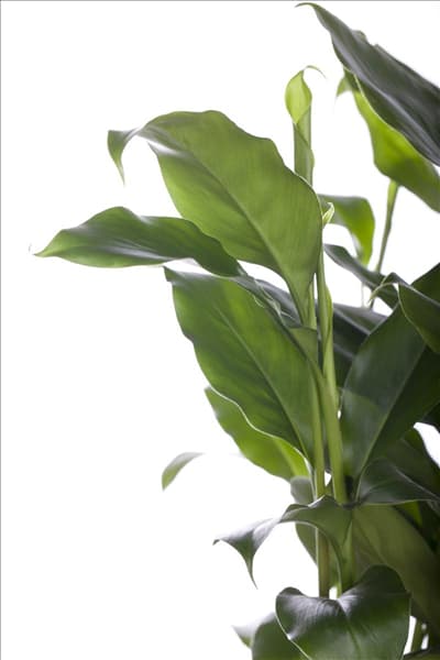 Elettaria cardamomum