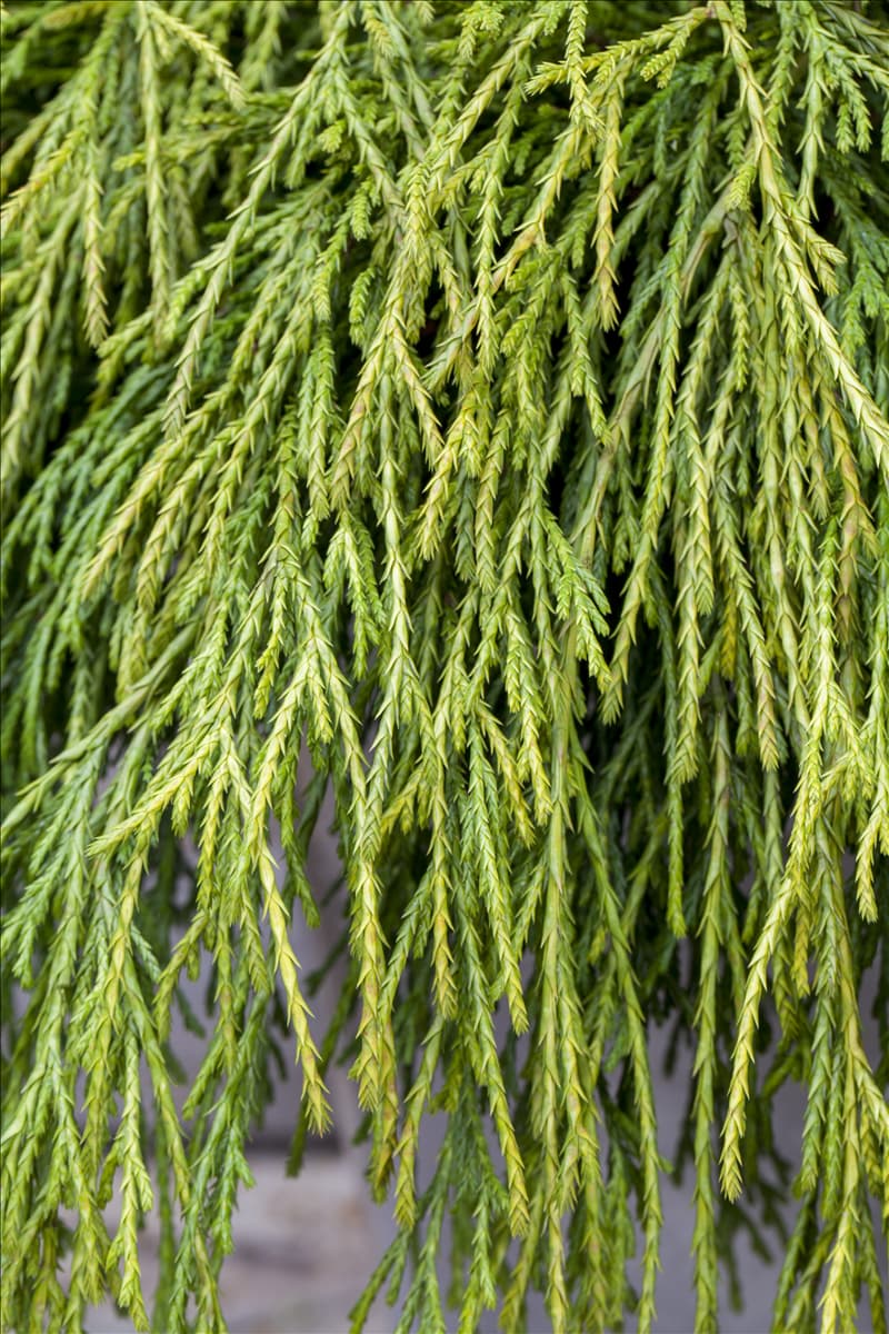 Chamaecyparis pisifera 'Sungold'