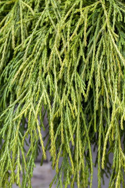 Chamaecyparis pisifera 'Sungold'
