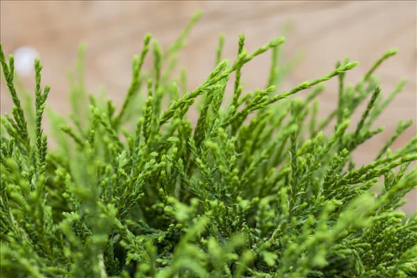 Chamaecyparis pisifera 'Sungold'