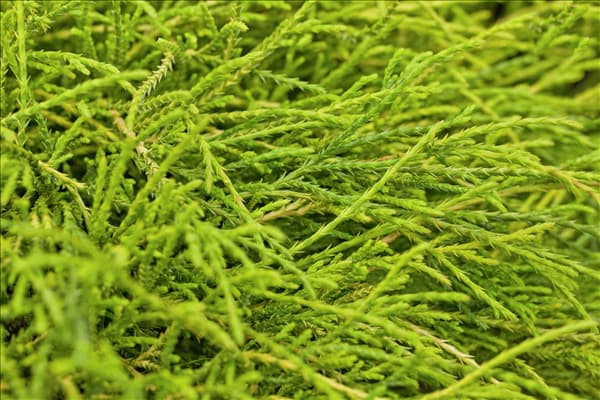 Chamaecyparis pisifera 'Sungold'
