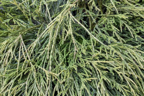 Chamaecyparis pisifera 'Sungold'