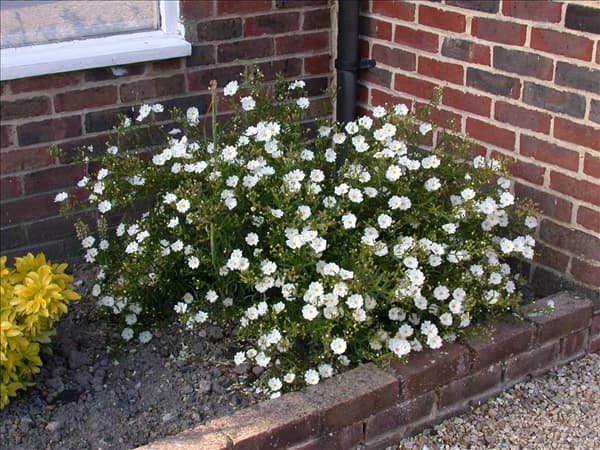 Helianthemum 'Eisbär'
