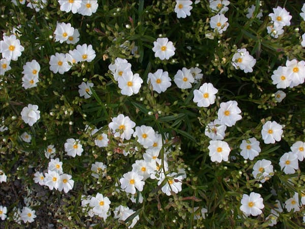 Helianthemum 'Eisbär'