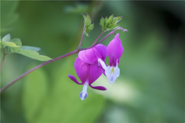 Dicentra spectabilis