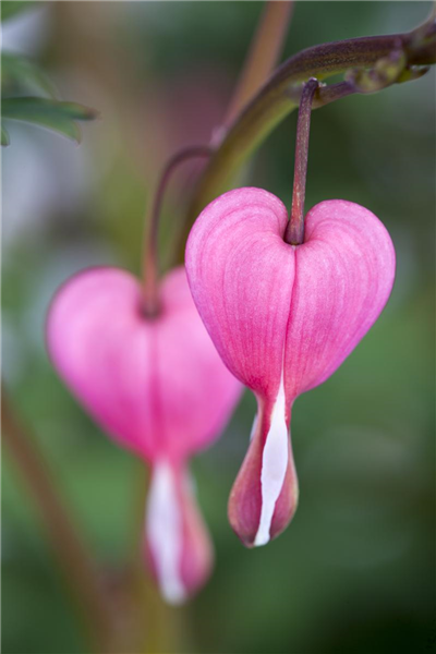 Dicentra spectabilis
