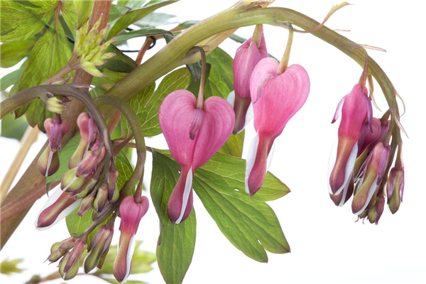 Dicentra spectabilis