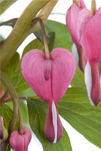 Dicentra spectabilis