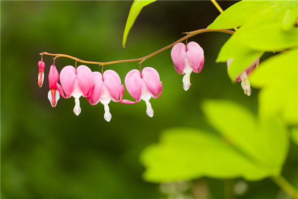 Dicentra spectabilis