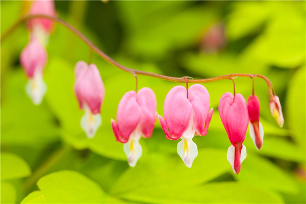 Dicentra spectabilis