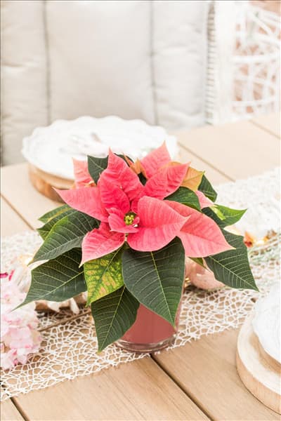 Euphorbia pulcherrima, rosa