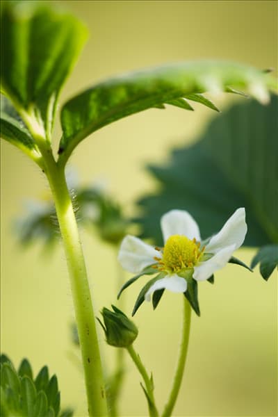 Fragaria x ananassa 'Elan'