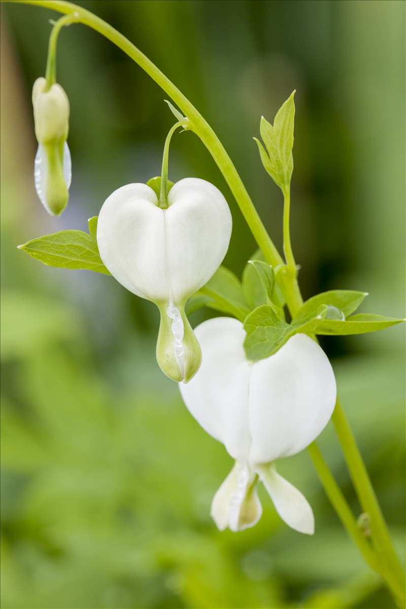 Dicentra spectabilis 'Alba'