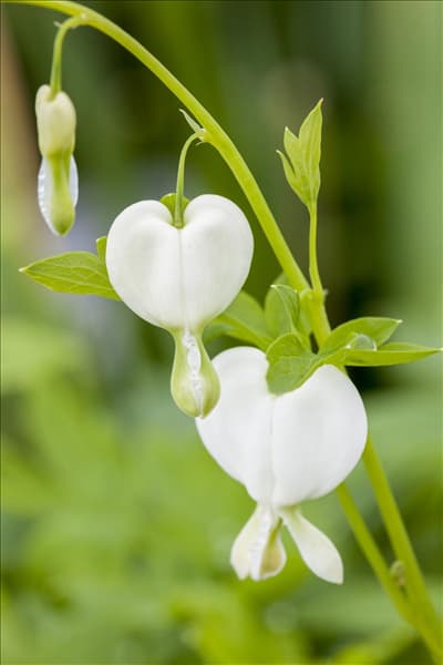 Dicentra spectabilis 'Alba'