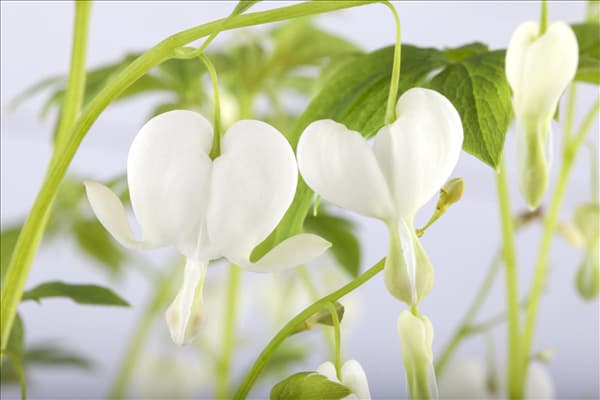 Dicentra spectabilis 'Alba'
