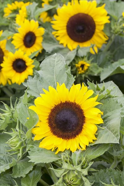Helianthus annuus