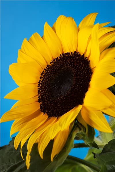 Helianthus annuus