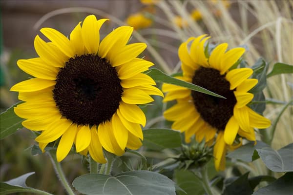 Helianthus annuus