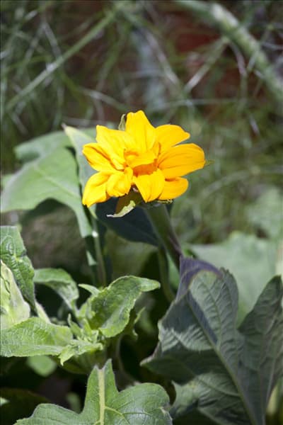 Helianthus annuus