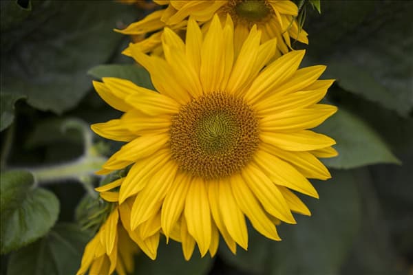 Helianthus annuus