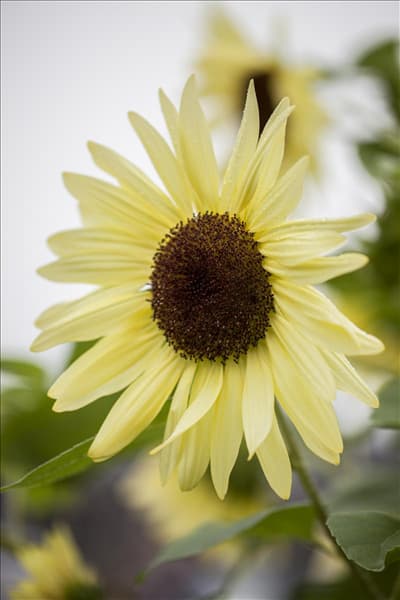 Helianthus annuus