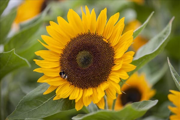 Helianthus annuus