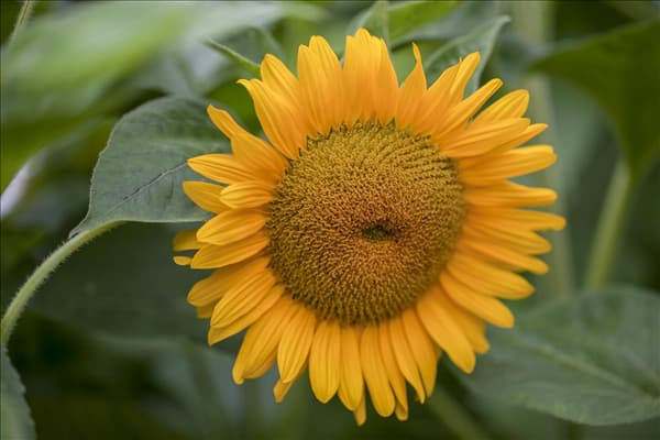 Helianthus annuus