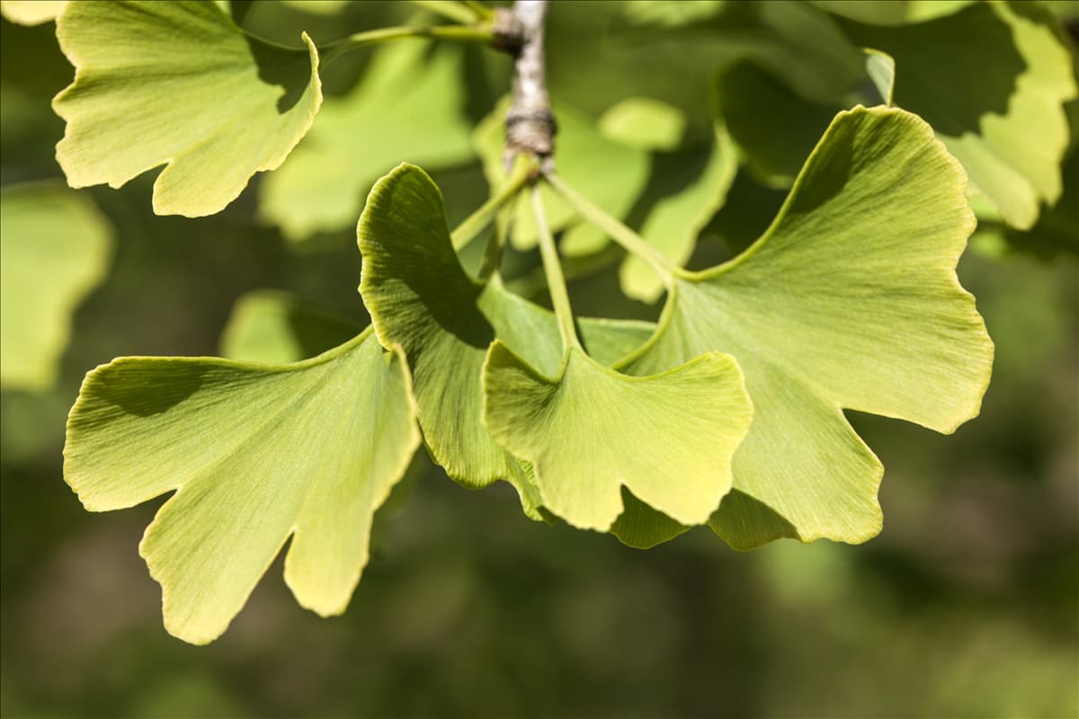 Ginkgo biloba