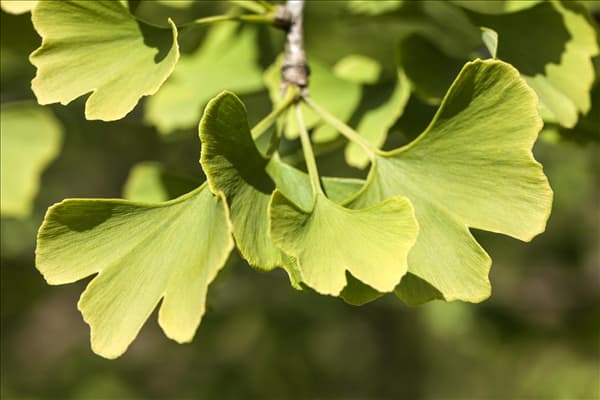 Ginkgo biloba 'Hexenbesen Leiden'