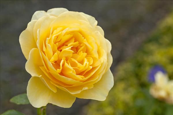 Englische Rosen
