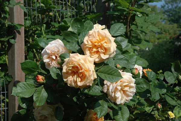 Englische Rosen
