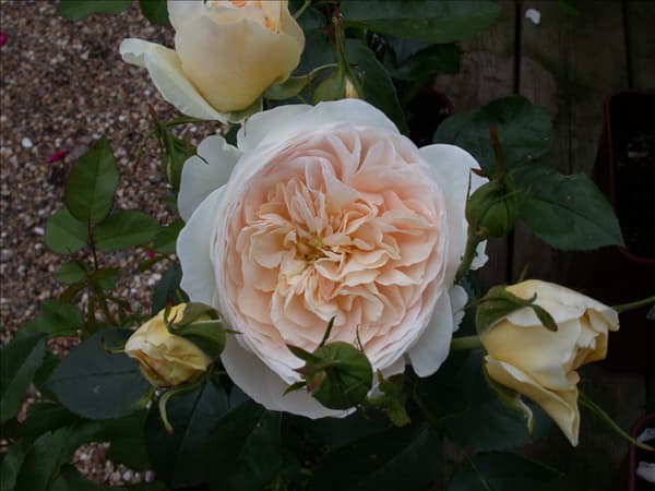 Englische Rosen
