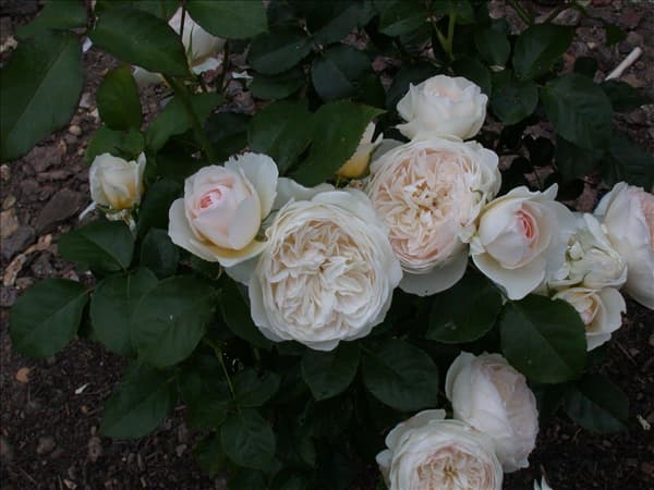 Englische Rosen