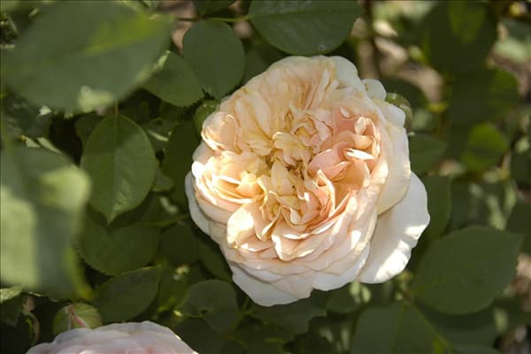 Englische Rosen
