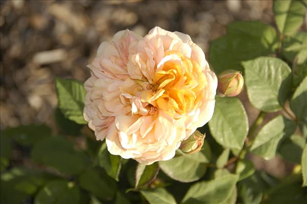 Englische Rosen