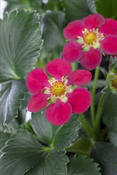Fragaria x ananassa 'Fragoo® Toscana'