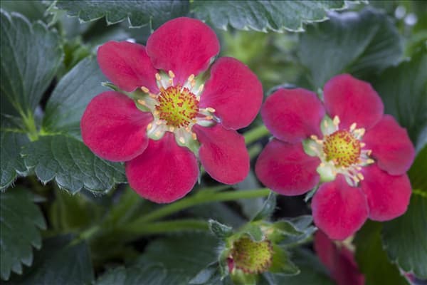 Fragaria x ananassa 'Fragoo® Toscana'