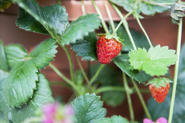 Fragaria x ananassa 'Fragoo® Toscana'