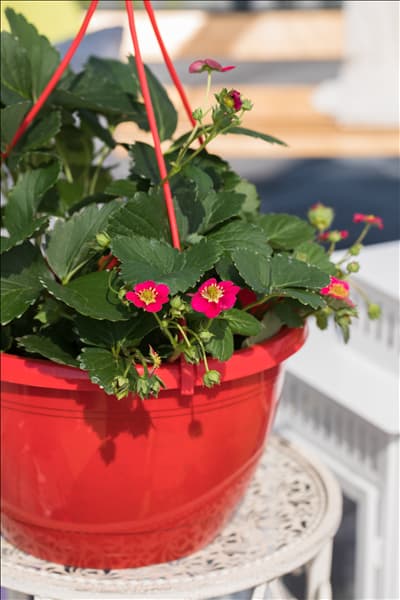 Fragaria x ananassa 'Fragoo® Toscana'