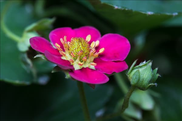 Fragaria x ananassa 'Fragoo® Toscana'
