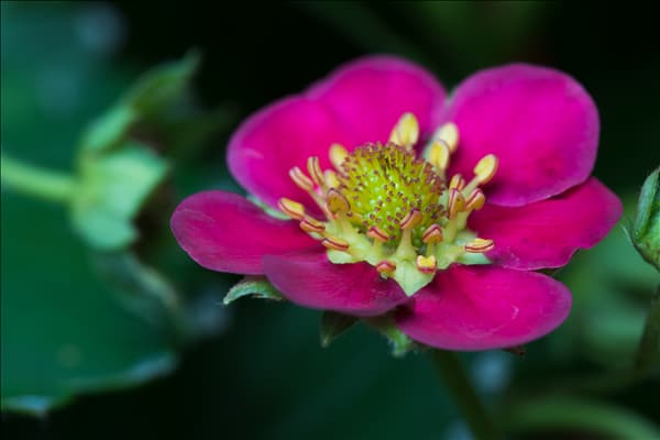 Fragaria x ananassa 'Fragoo® Toscana'