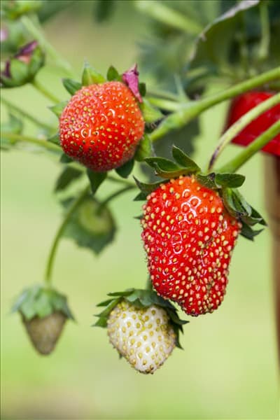 Fragaria x ananassa 'Fragoo® Toscana'