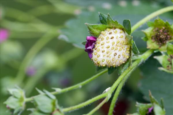 Fragaria x ananassa 'Fragoo® Toscana'